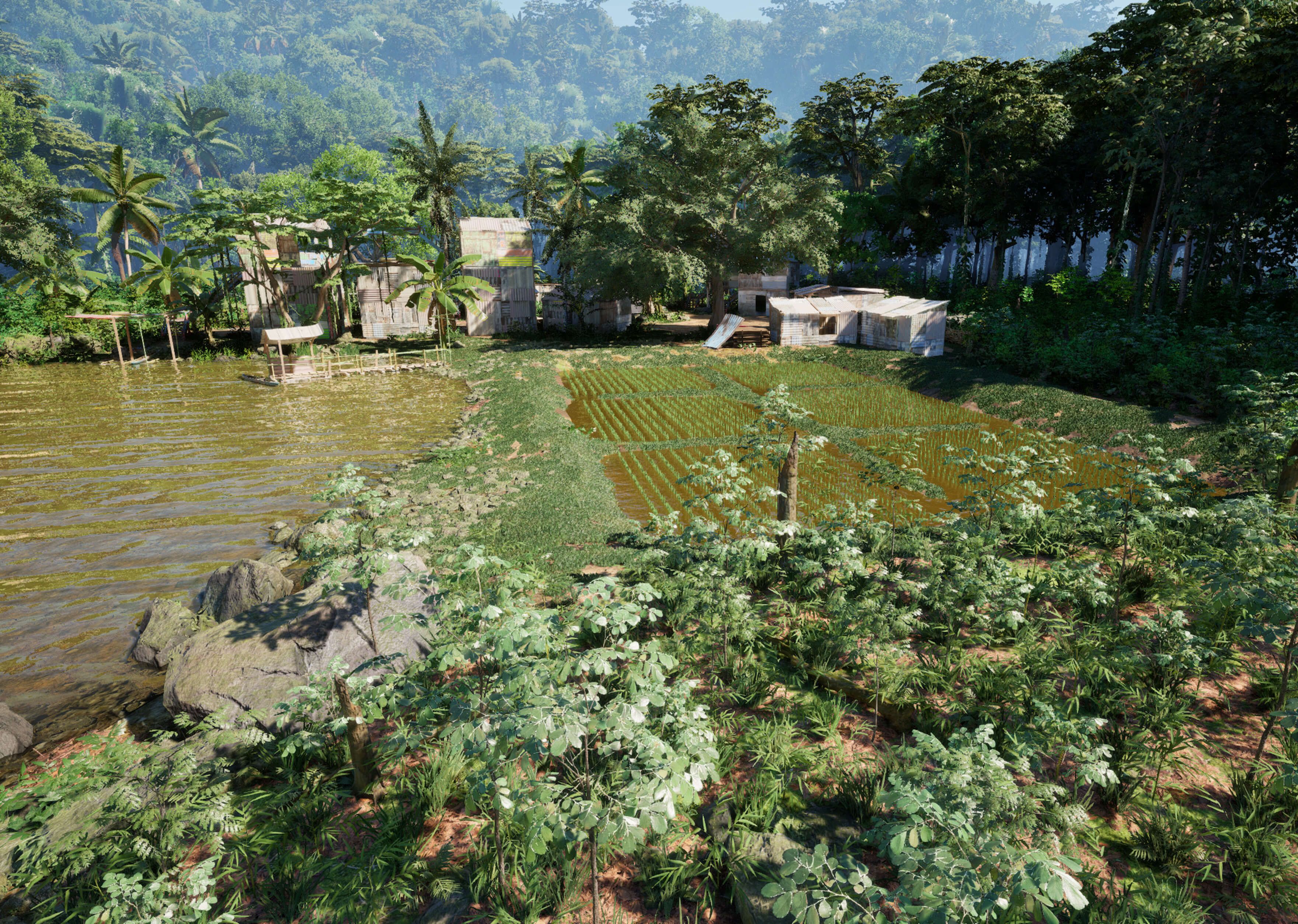 Rice paddy fields