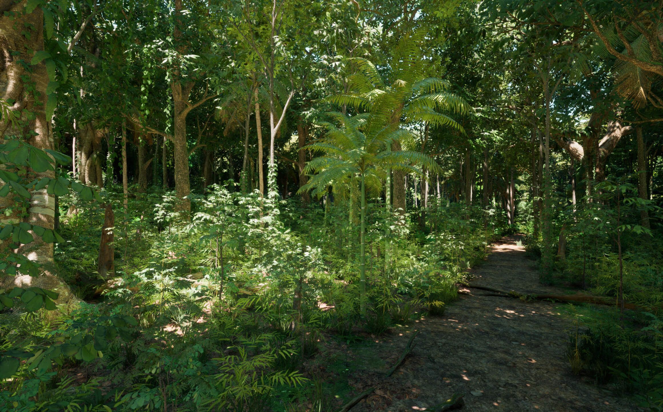 A trail running through the jungle