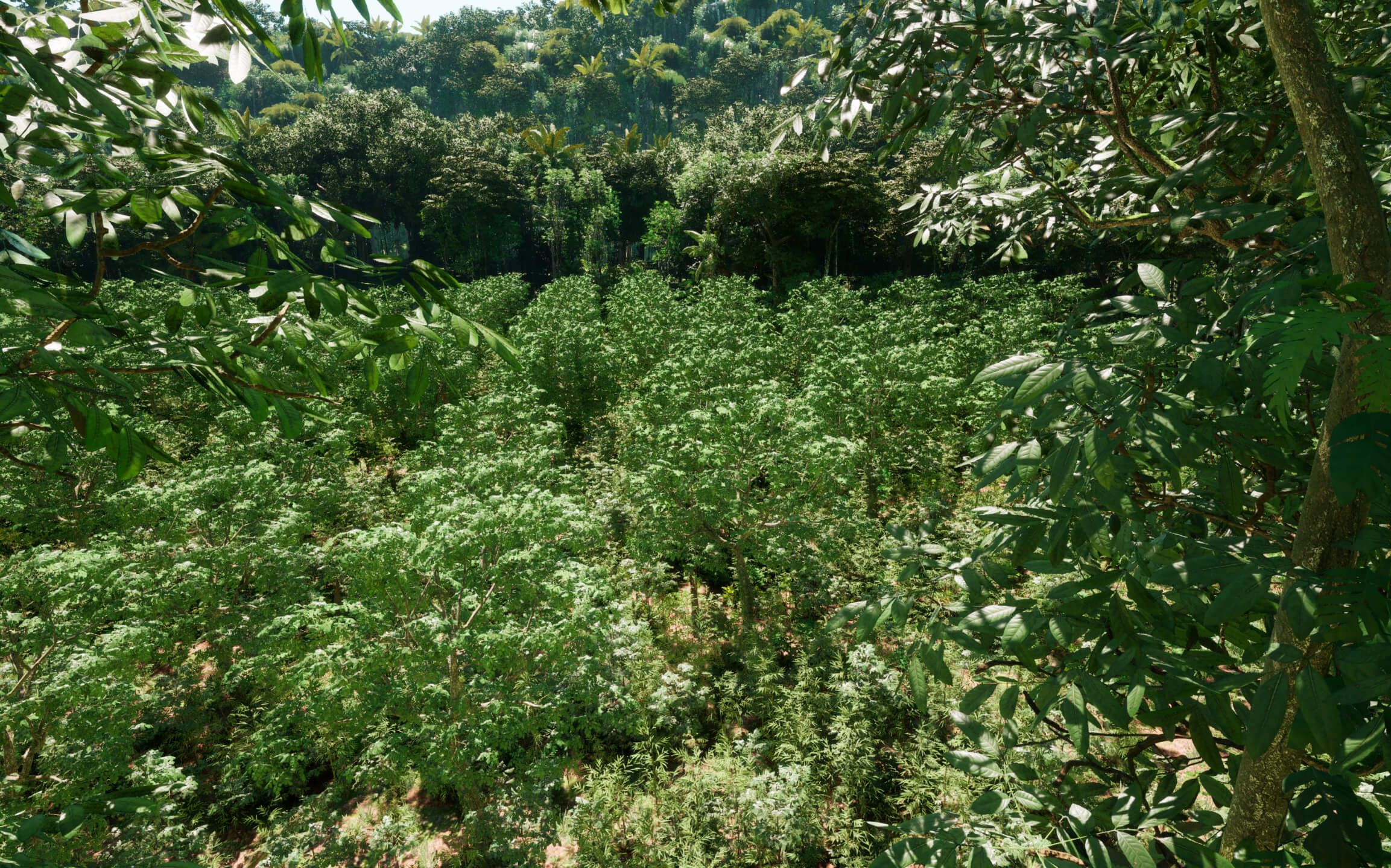 Overgrown Rubber Tree Plantation